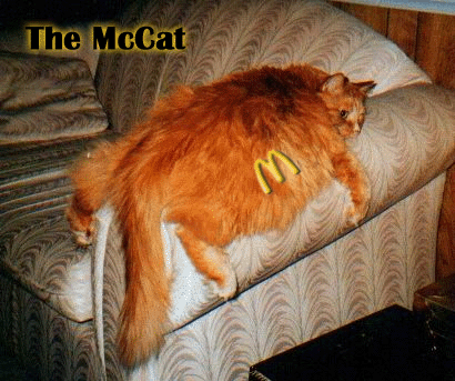 McCat.gif